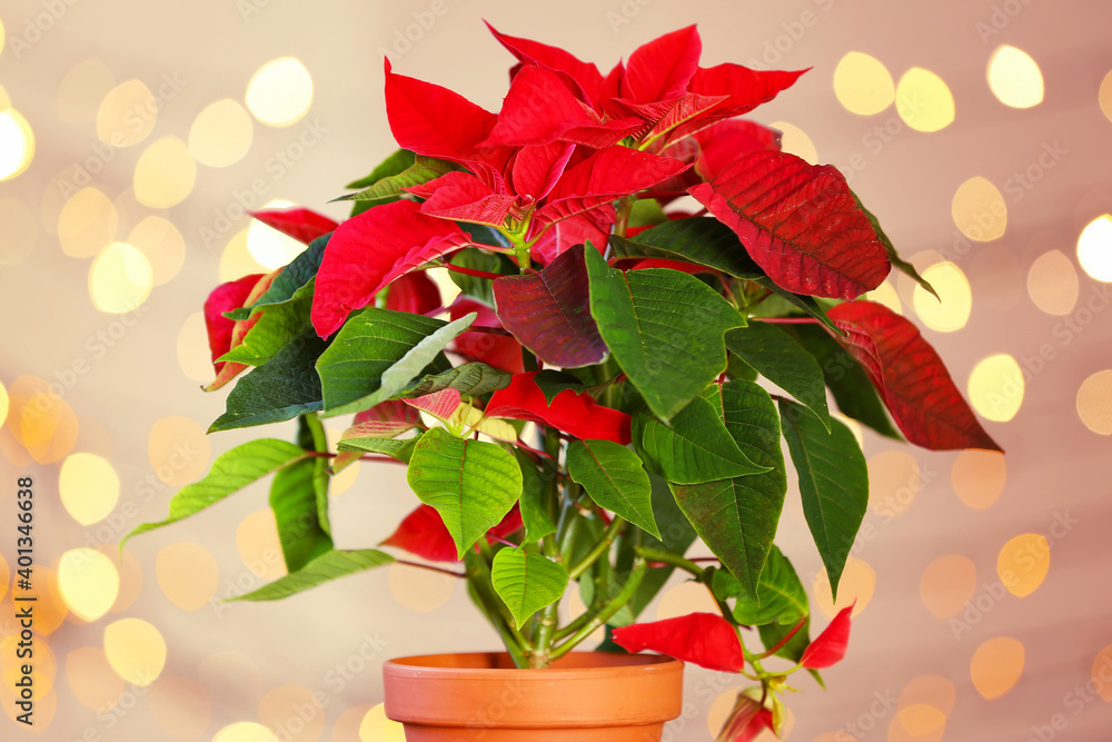 圣诞植物一品红在灯光模糊的彩色背景上