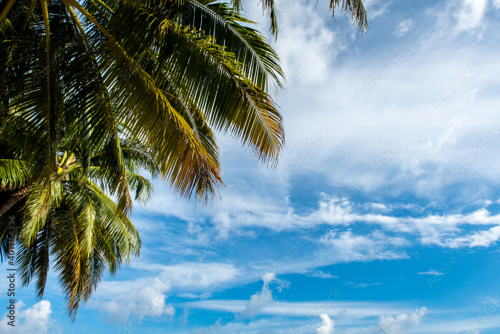 绿色生动的棕榈叶映衬着蓝天背景，白云，热带景观，复制spac