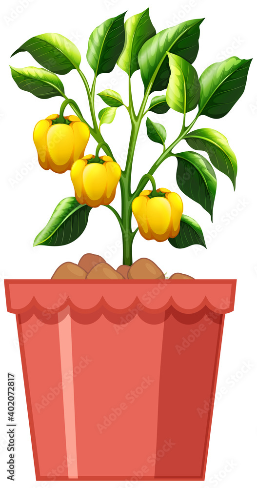 在白底上分离的红盆中的黄色甜椒植物