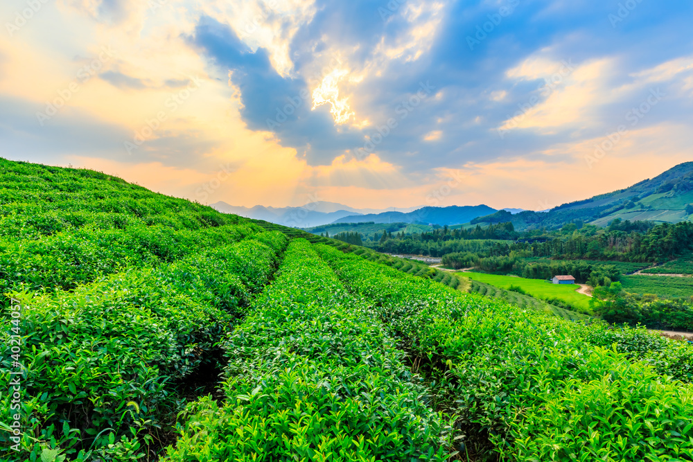 绿茶种植。农业领域自然背景。