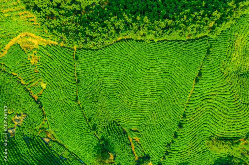 绿茶种植园鸟瞰图。