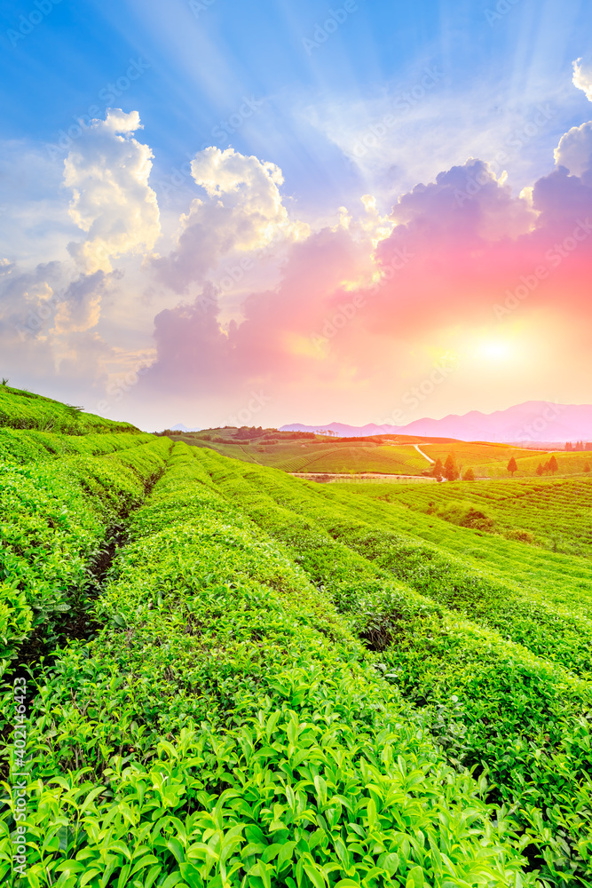 落日余晖下的绿茶山，茶园自然背景。