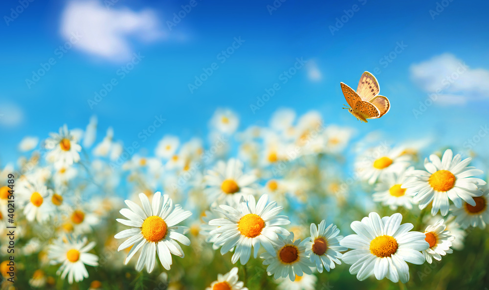 背景为蓝色sk，田野上雏菊和蝴蝶飞舞的春夏景观