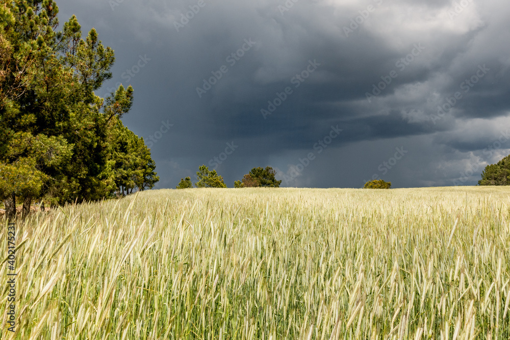 Dark thunderstorm clouds with rain veil above a sunlit wheat field