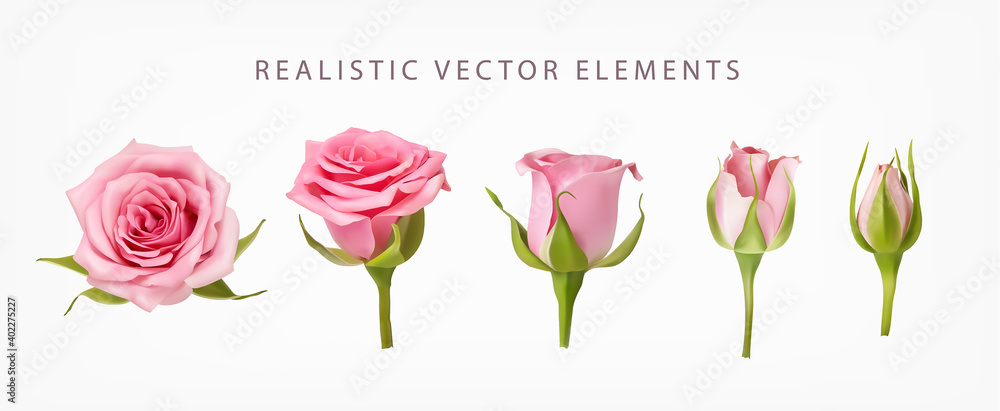 粉色玫瑰的真实矢量元素集。粉色玫瑰花蕾和一朵开放的花朵隔离在一起