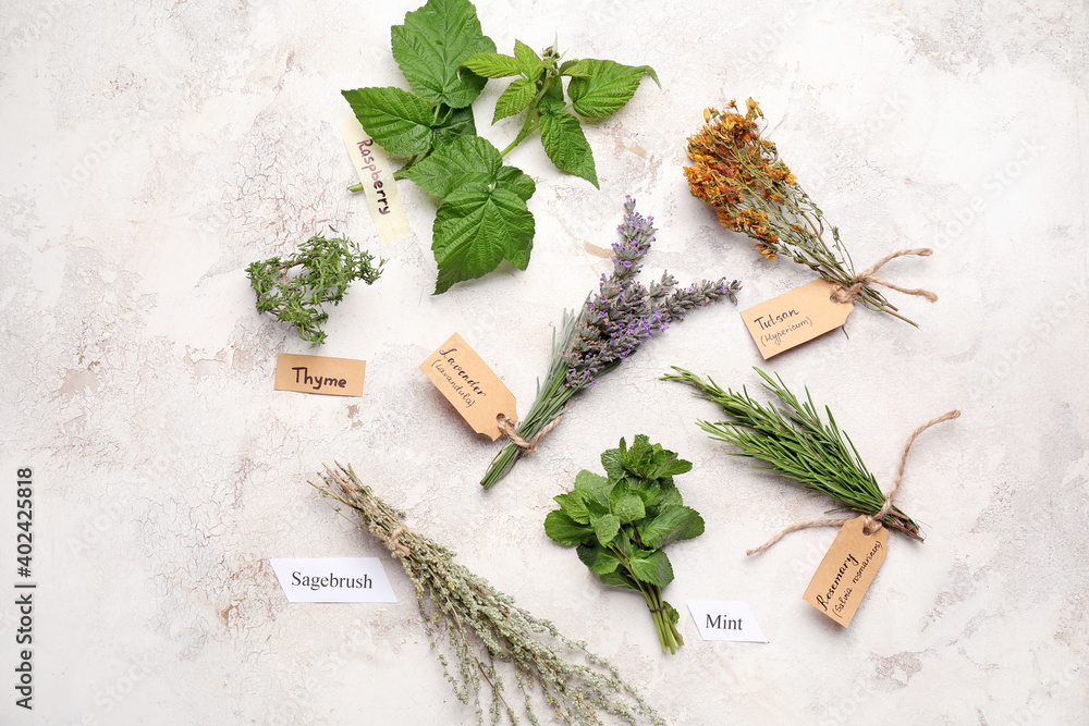 Composition with different herbs on light background