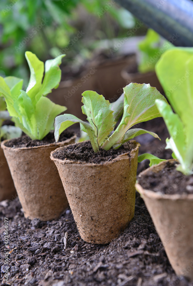 生菜幼苗在泥炭盆中生长，准备在花园中种植