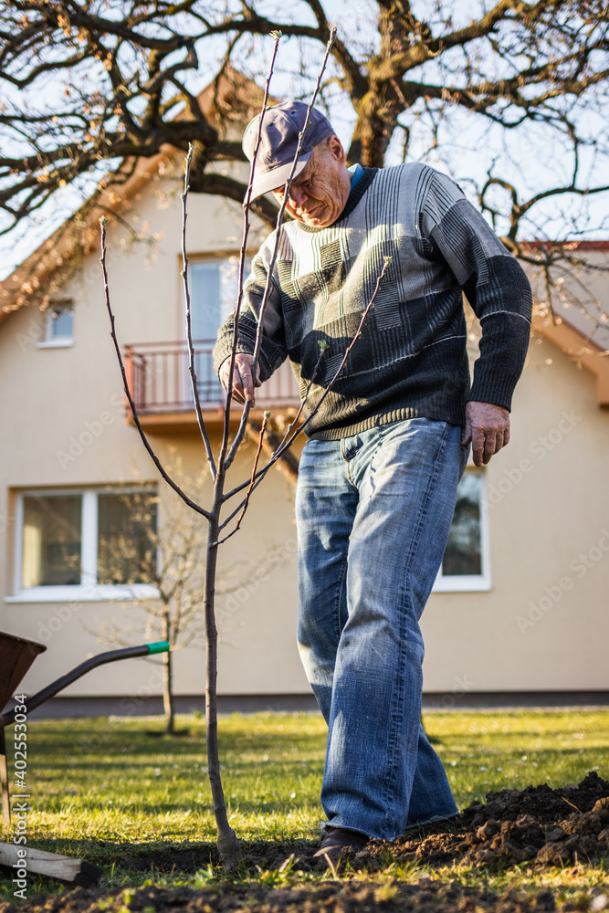 老人在后院种树。春天园艺