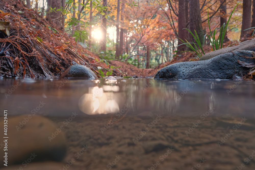 日落时溪流潺潺的森林中秋季景观的低角度视图，专注于