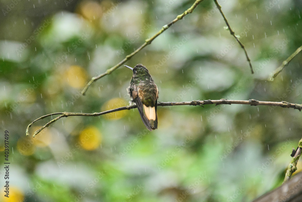 Fawn-breasted brilliant hummingbird (Heliodoxa rubinoides), Bellavista Cloud Forest Reserve, Mindo, 