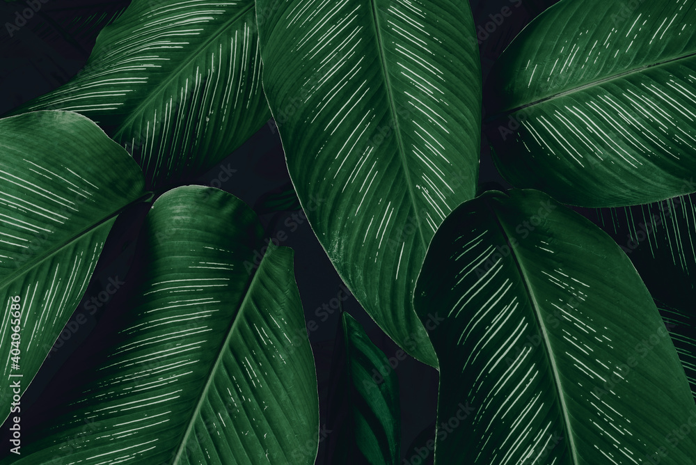 热带树叶，抽象的绿叶纹理，自然背景