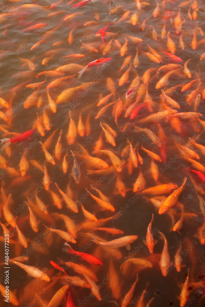 中国花园池塘里的金鱼