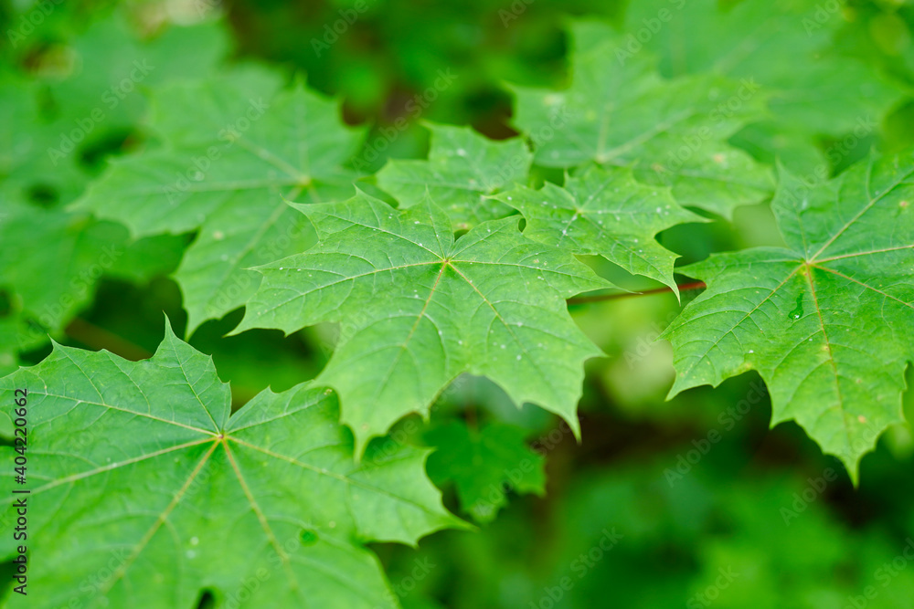 Green maple leaves on a rainy day.