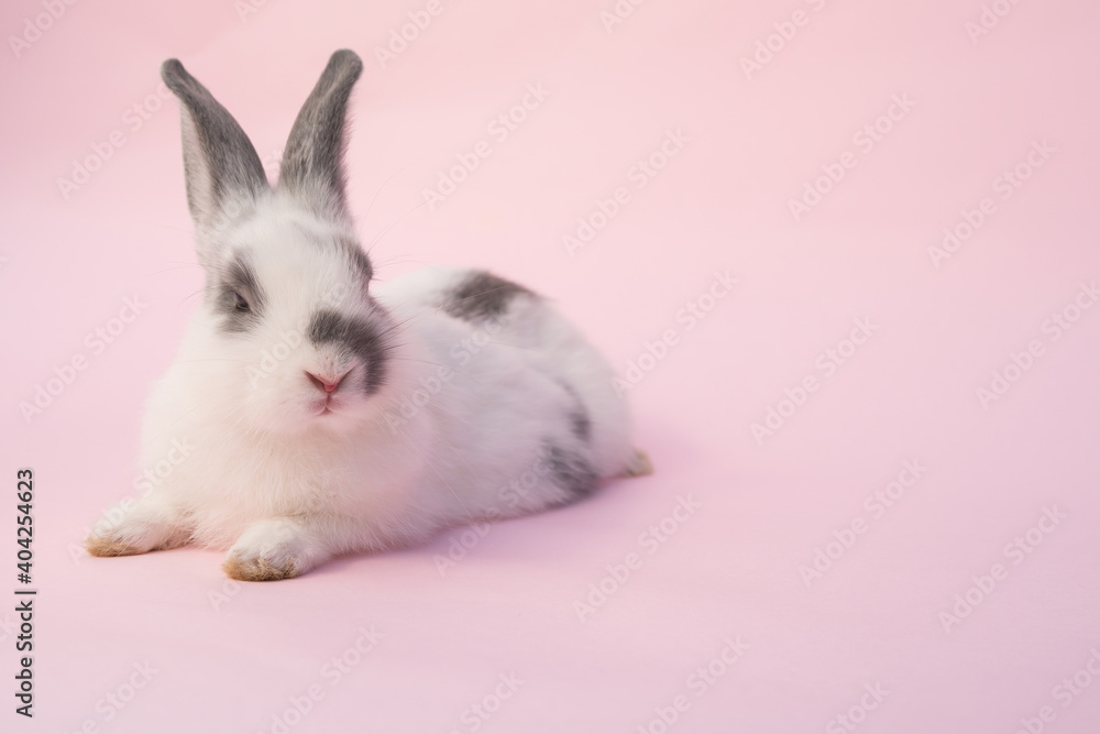 粉红色背景上的兔子隔离物