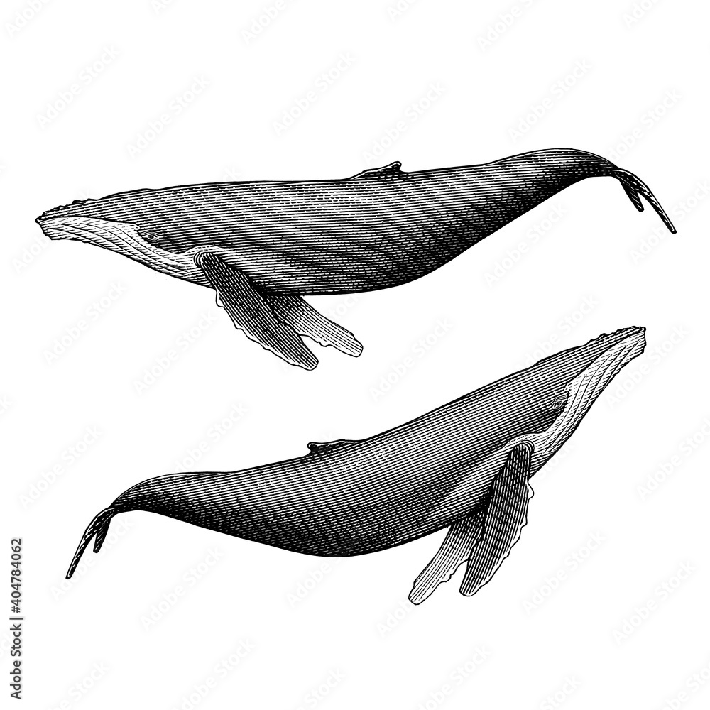 复古风格的座头鲸插图。