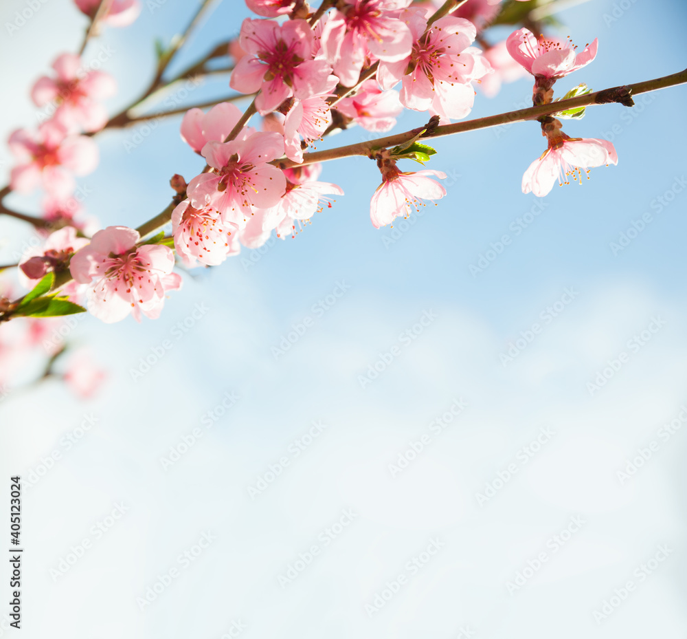 在蓝天的映衬下开着美丽的粉色花朵（桃）的树枝。选择性聚焦。