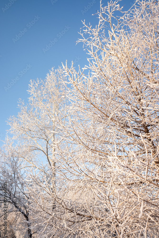 在蓝天的映衬下，树枝上覆盖着白霜，冬天的风景。