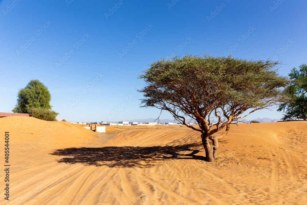 阿拉伯联合酋长国Al Madam沙漠上的Acacia树和野生ghaf树埋葬了幽灵村