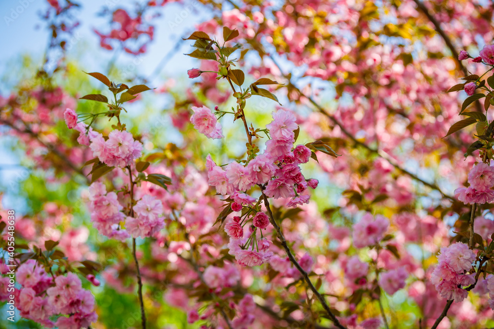 樱花在春天盛开。令人惊叹的景色。