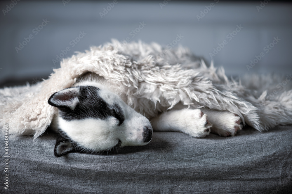 一只白色小狗品种的西伯利亚哈士奇，有着美丽的蓝色眼睛，躺在灰色地毯上。狗和