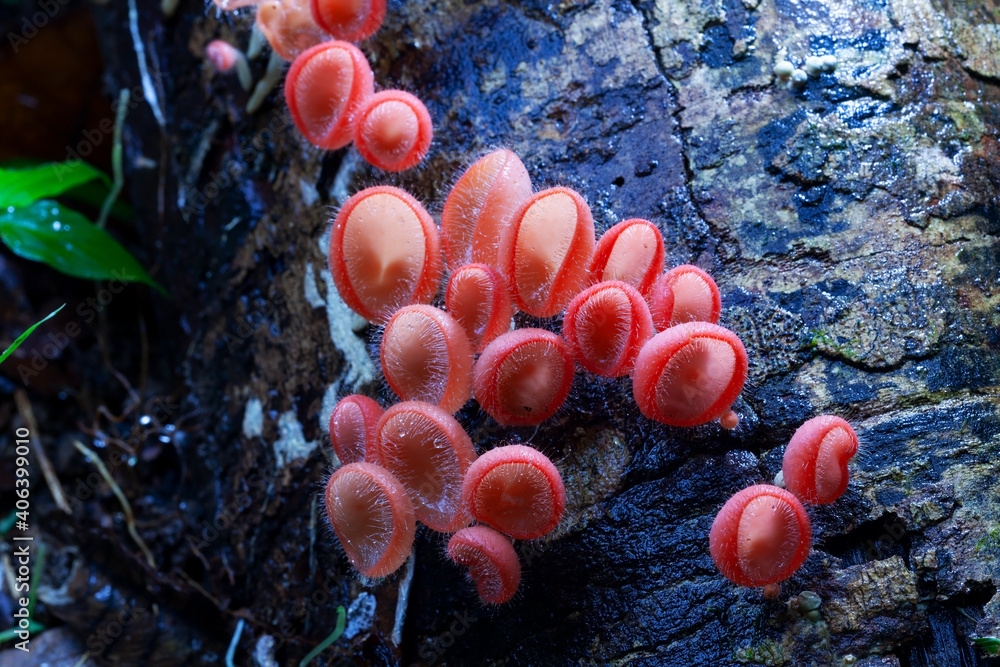 雨林腐朽木材上的蘑菇橙色真菌杯或香槟蘑菇