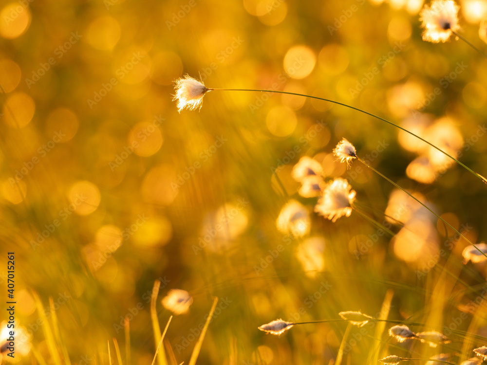 瑞典北部沼泽地傍晚阳光下的棉花草