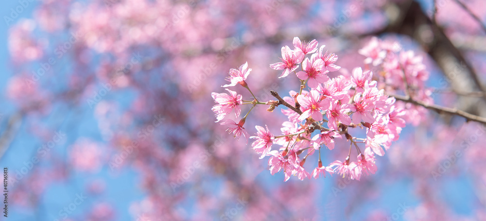 粉红色的樱花在春天盛开，复活节的时候与自然的阳光模糊的黄色对比