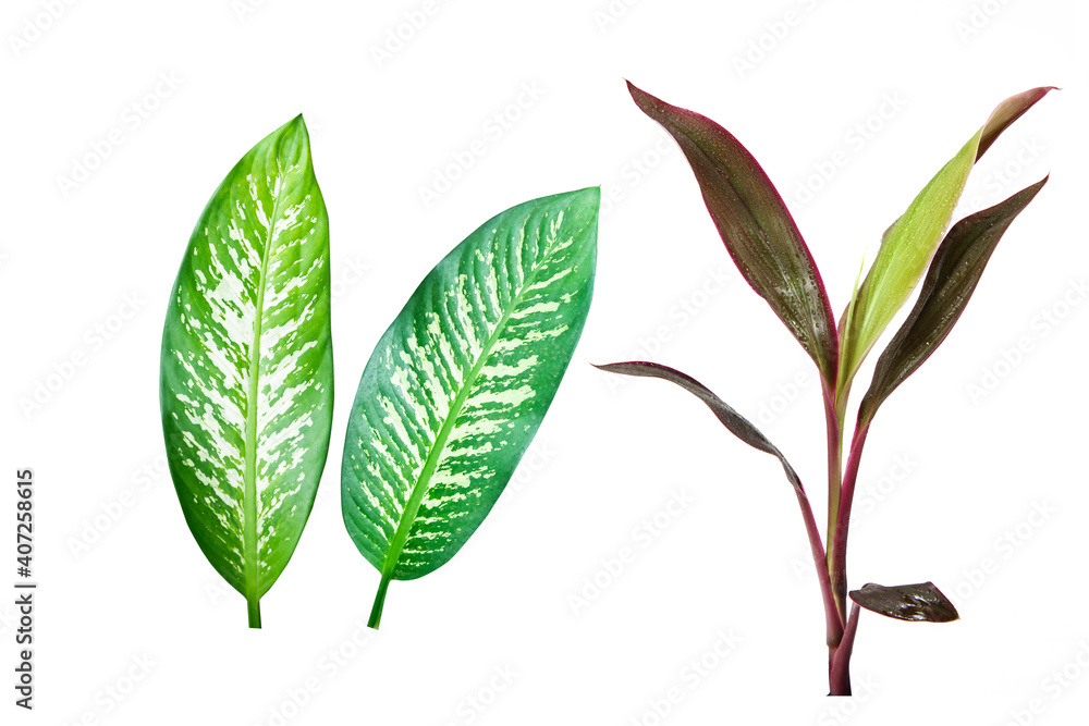 热带植物的长、明亮、紫色和粉红色的叶子，孤立在白色背景上。