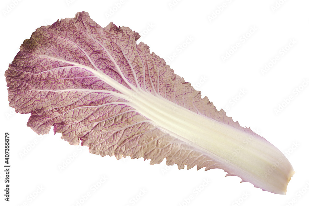 白色紫罗兰大白菜
