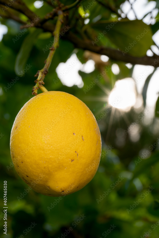 树上的黄色柠檬，背景是太阳星