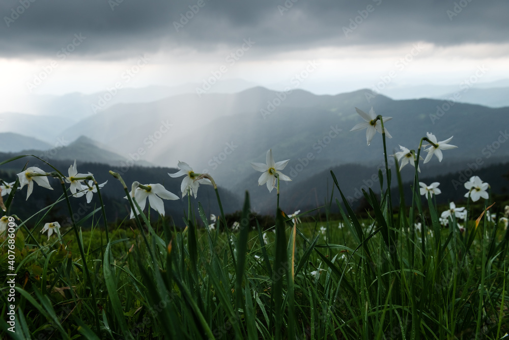 覆盖着白色水仙花的山地草甸。喀尔巴阡山脉，欧洲。风景照片