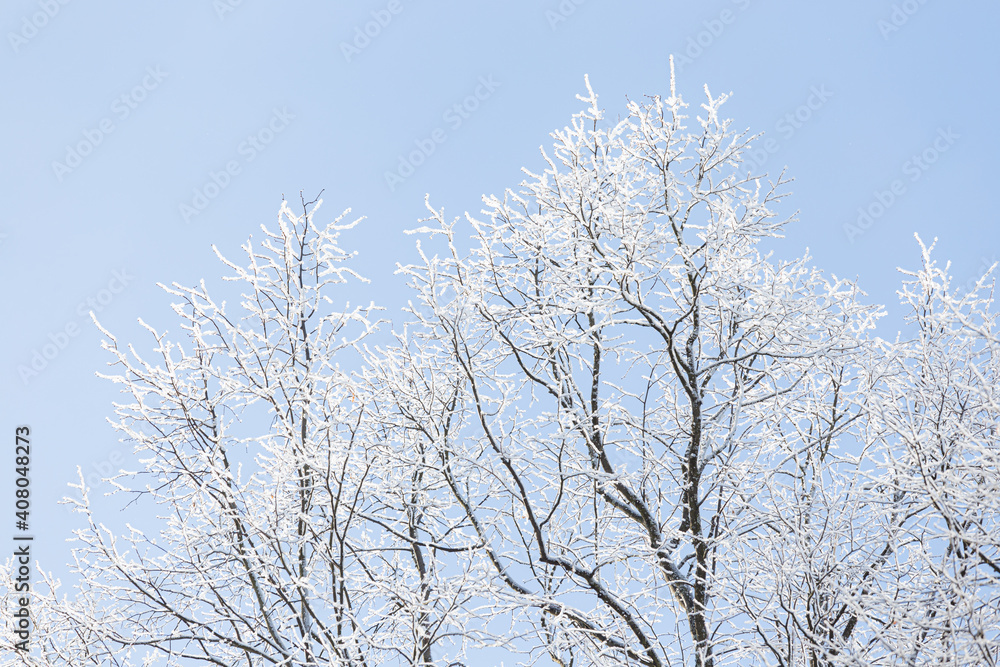 树枝被霜雪覆盖