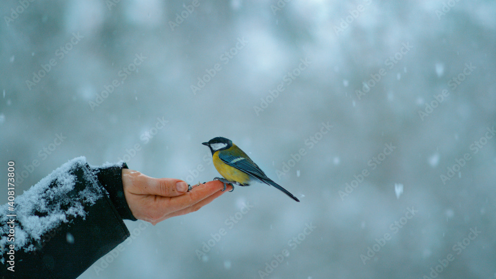 特写：雪天，一只巨大的山雀伸出手拿着种子降落。