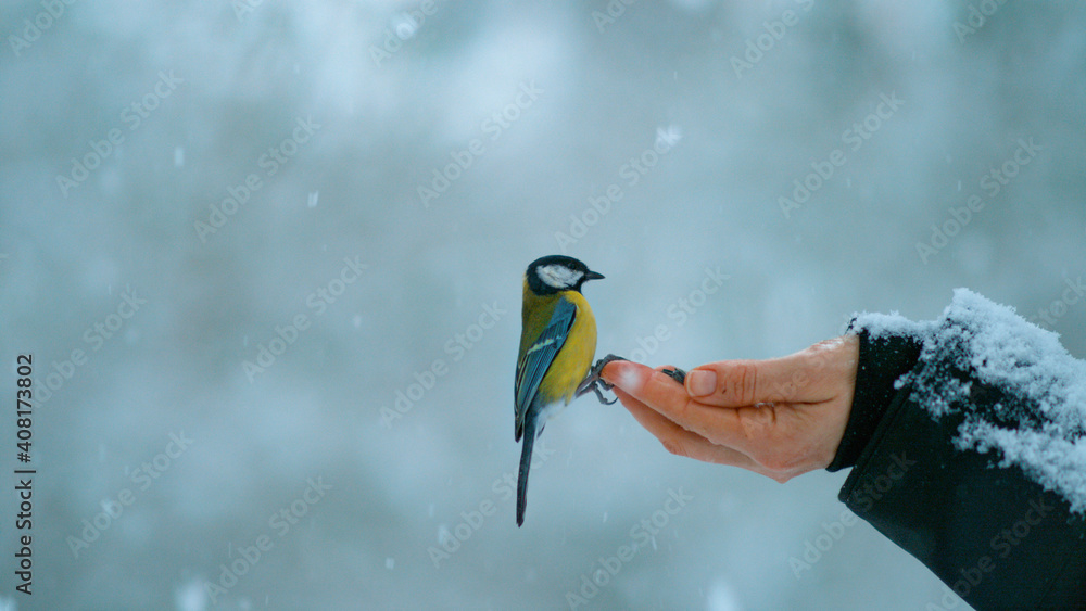 特写：一只信任的鸟落在女人伸出的手上的美丽镜头