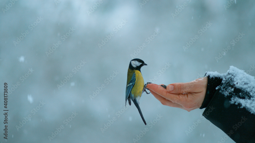 特写：大山雀在暴风雪中接近一只试图喂鸟的雌性。