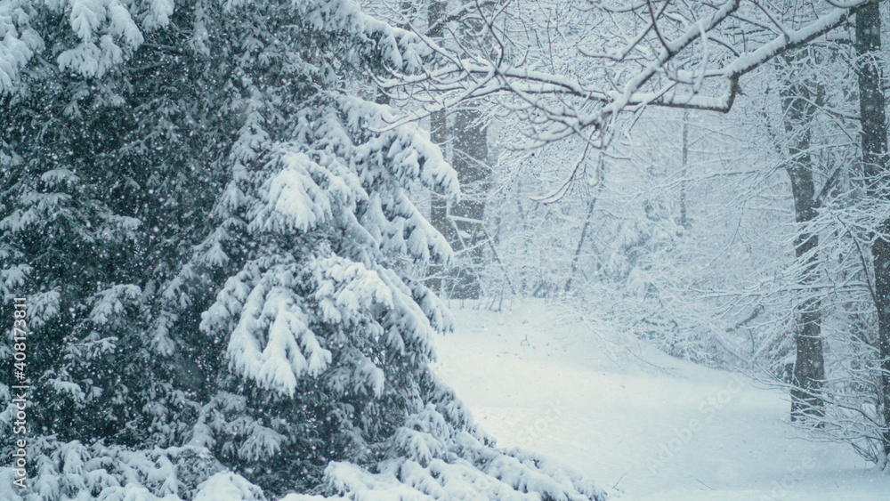 特写：大片雪花覆盖森林地面和树木的美丽景色