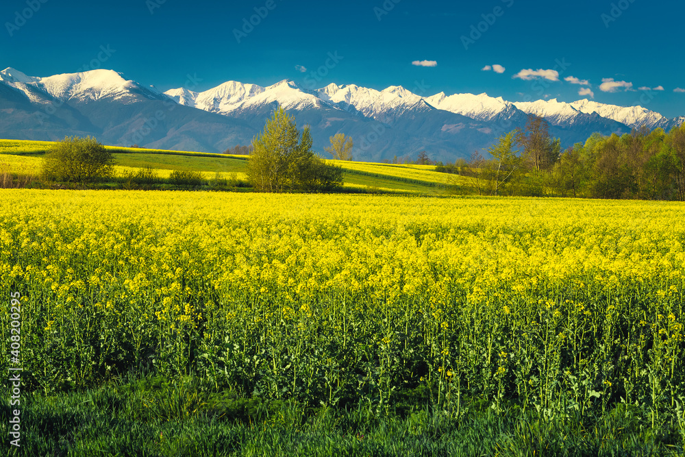 罗马尼亚特兰西瓦尼亚，背景是风景如画的油菜田和雪山