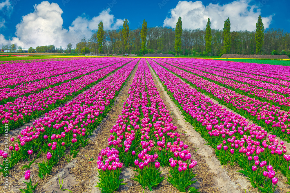 荷兰色彩斑斓的郁金香田，令人惊叹的花卉景观