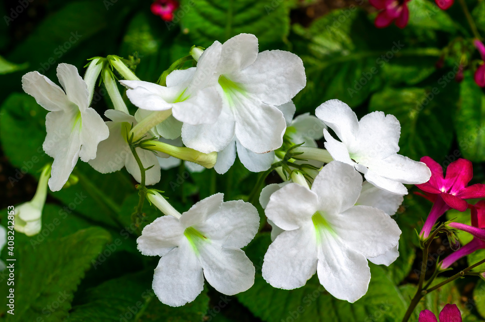 信天翁链球菌是一种春夏开花的植物，通常有白色的夏季花