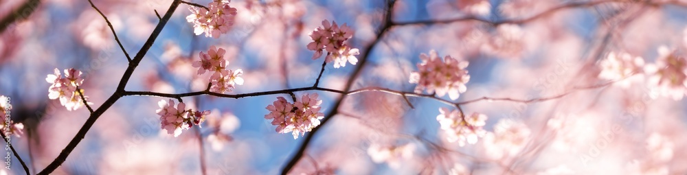 Blurred sakura tree twigs on blue background.