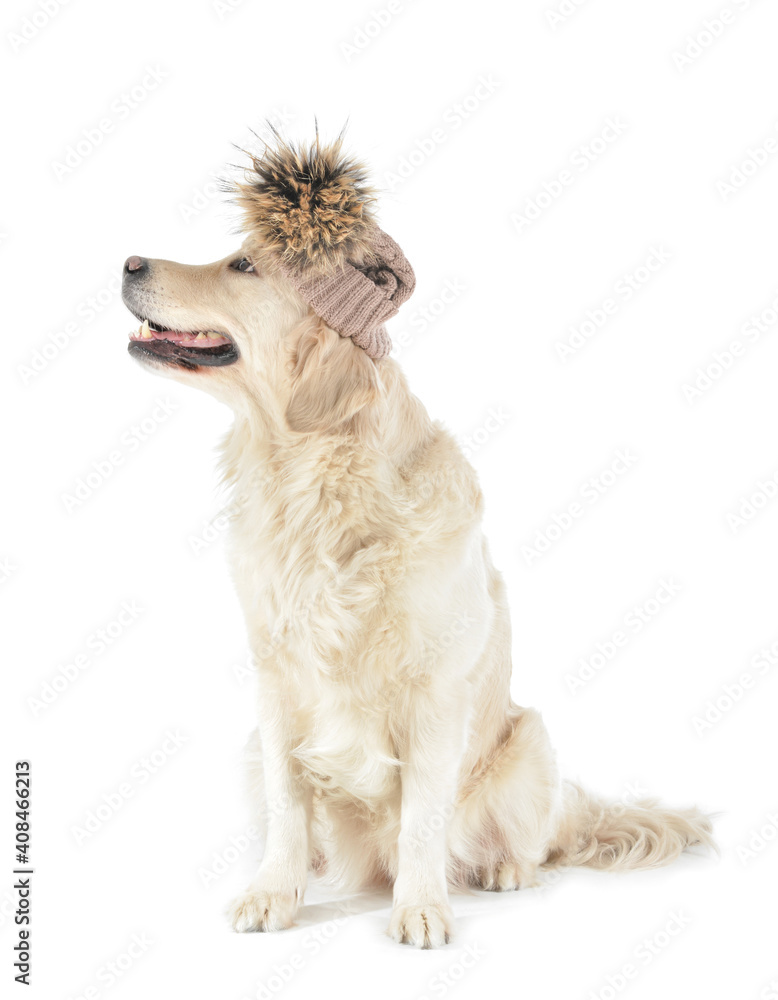 白色背景下戴着温暖帽子的可爱狗狗。供暖季节的概念