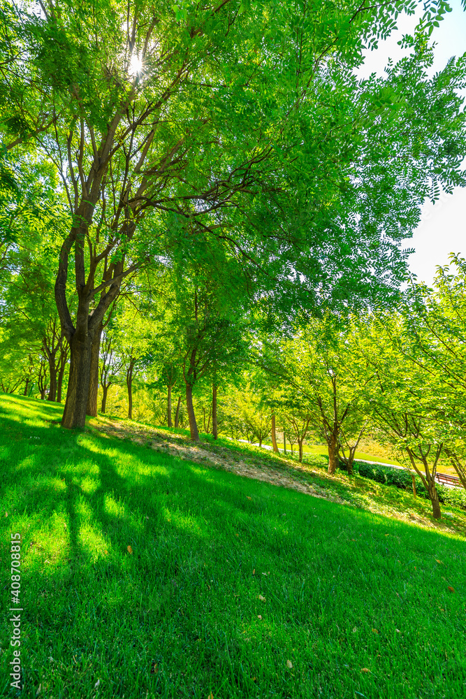 阳光明媚的日子里，绿色的森林背景。