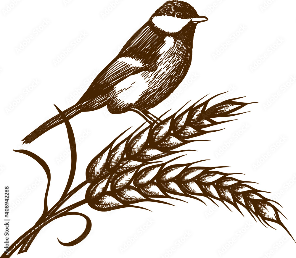 白底麦粒上的矢量雕刻或手绘鸟类插图
