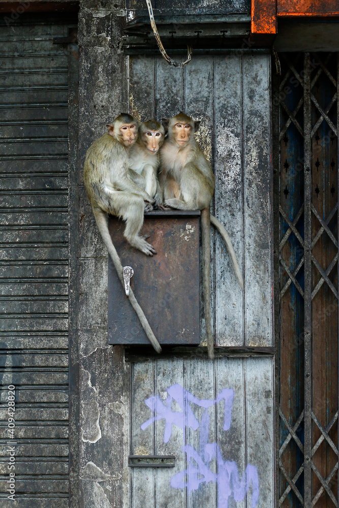 泰国罗布里市邮箱上的猴子