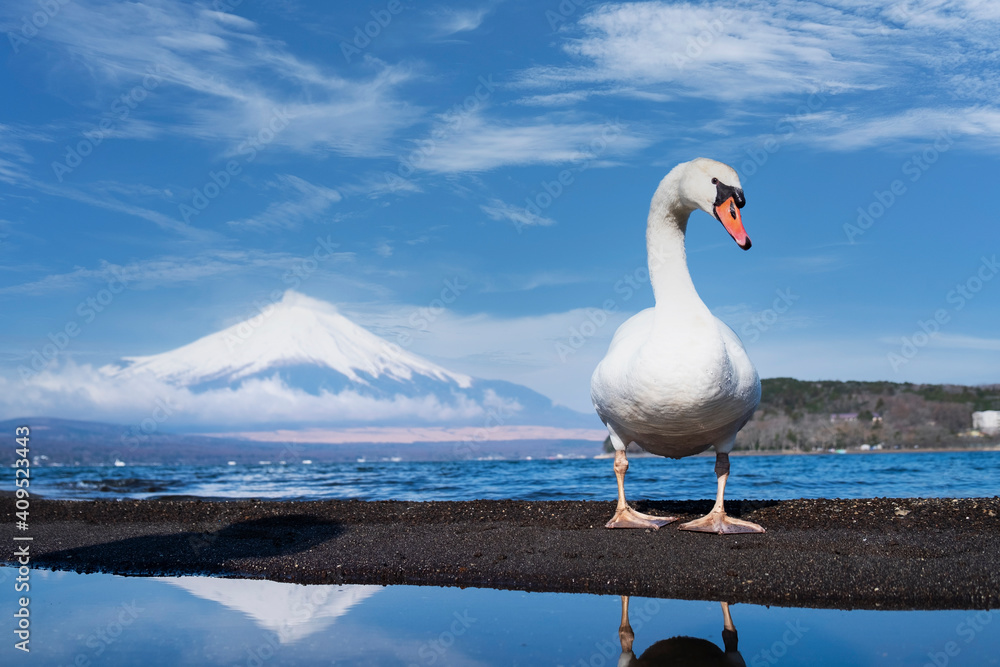 日本山形县白天山冈湖的富士山和白天鹅