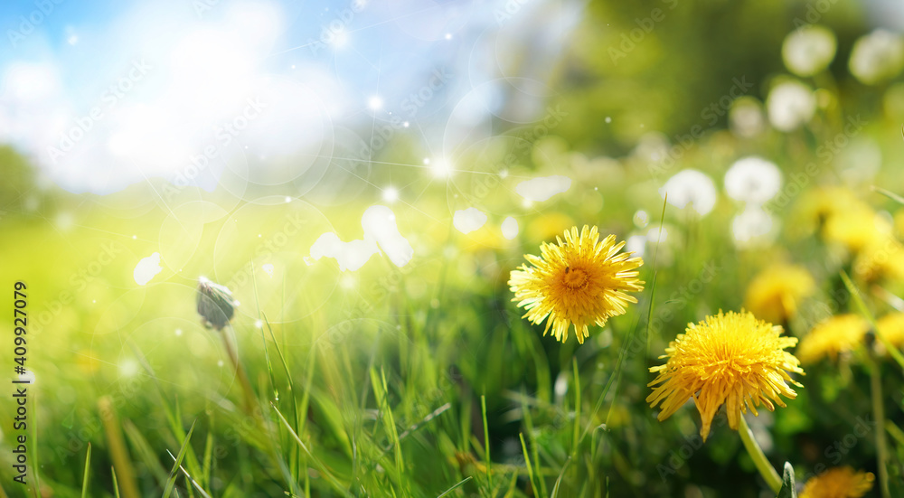 在温暖的夏天或春天，黄色蒲公英在蓝天下的草地上开出美丽的花朵