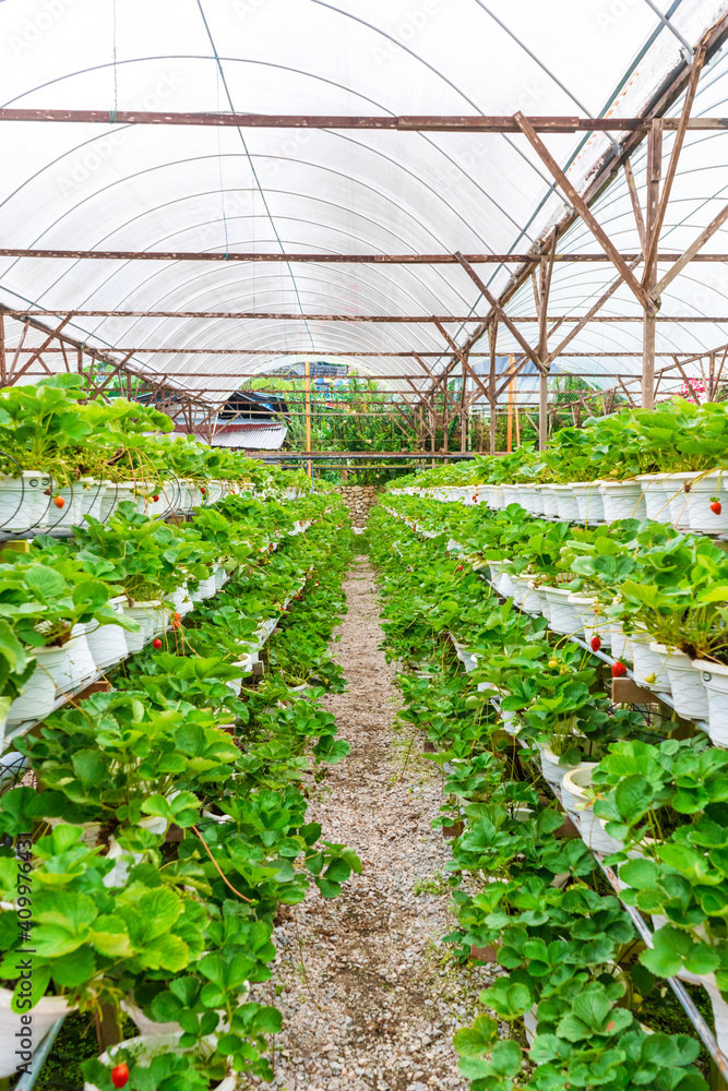 马来西亚盆栽货架和灌溉系统草莓农场