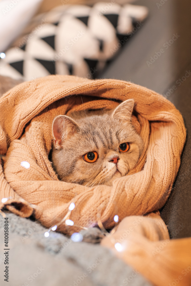 沙发上穿着保暖毛衣的可爱猫。供暖季节的概念