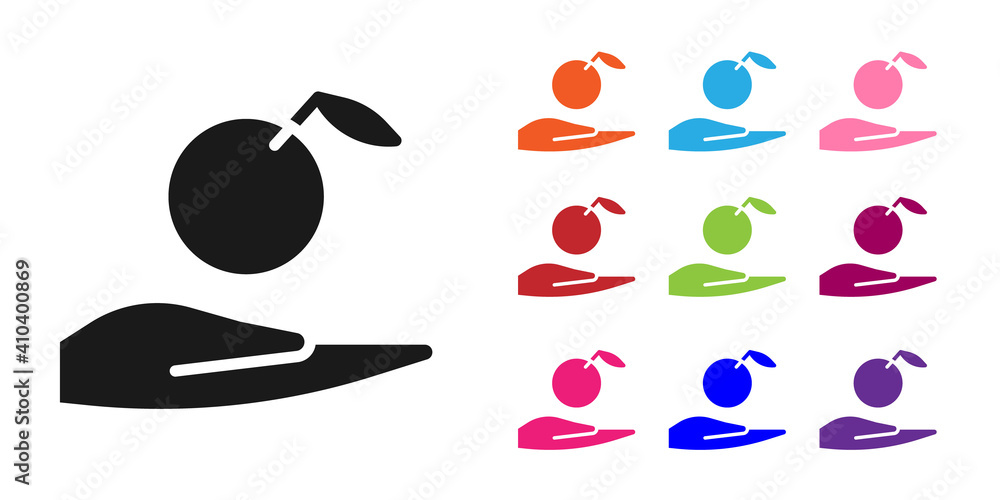 手中的黑苹果图标在白色背景上隔离。水果带有叶子符号。将图标设置为彩色。V