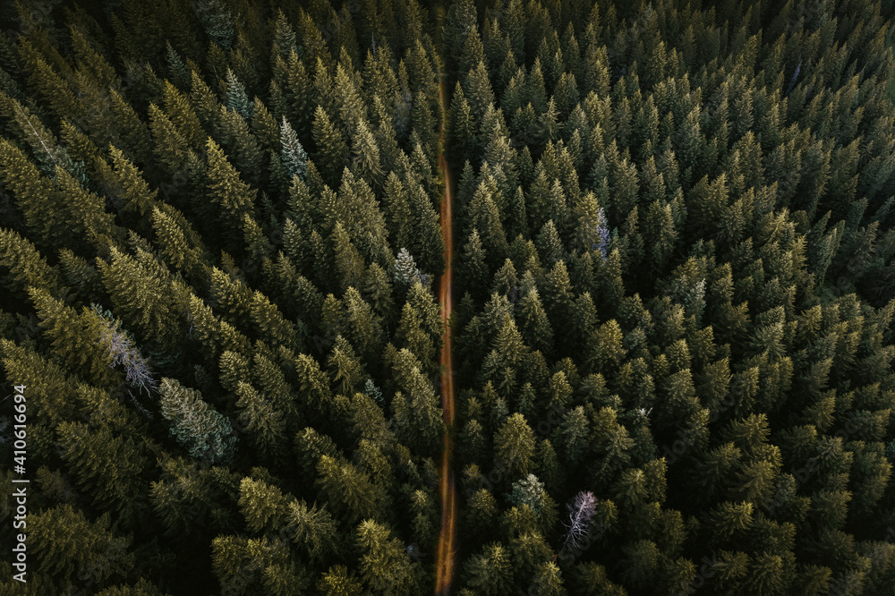 Drone view of coniferous forest